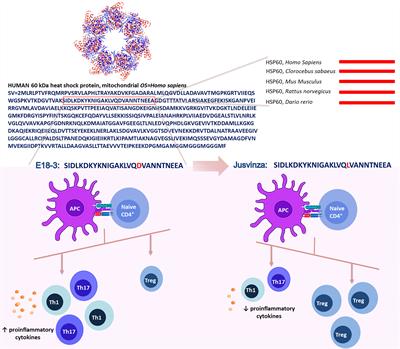 A peptide derived from HSP60 reduces proinflammatory cytokines and soluble mediators: a therapeutic approach to inflammation